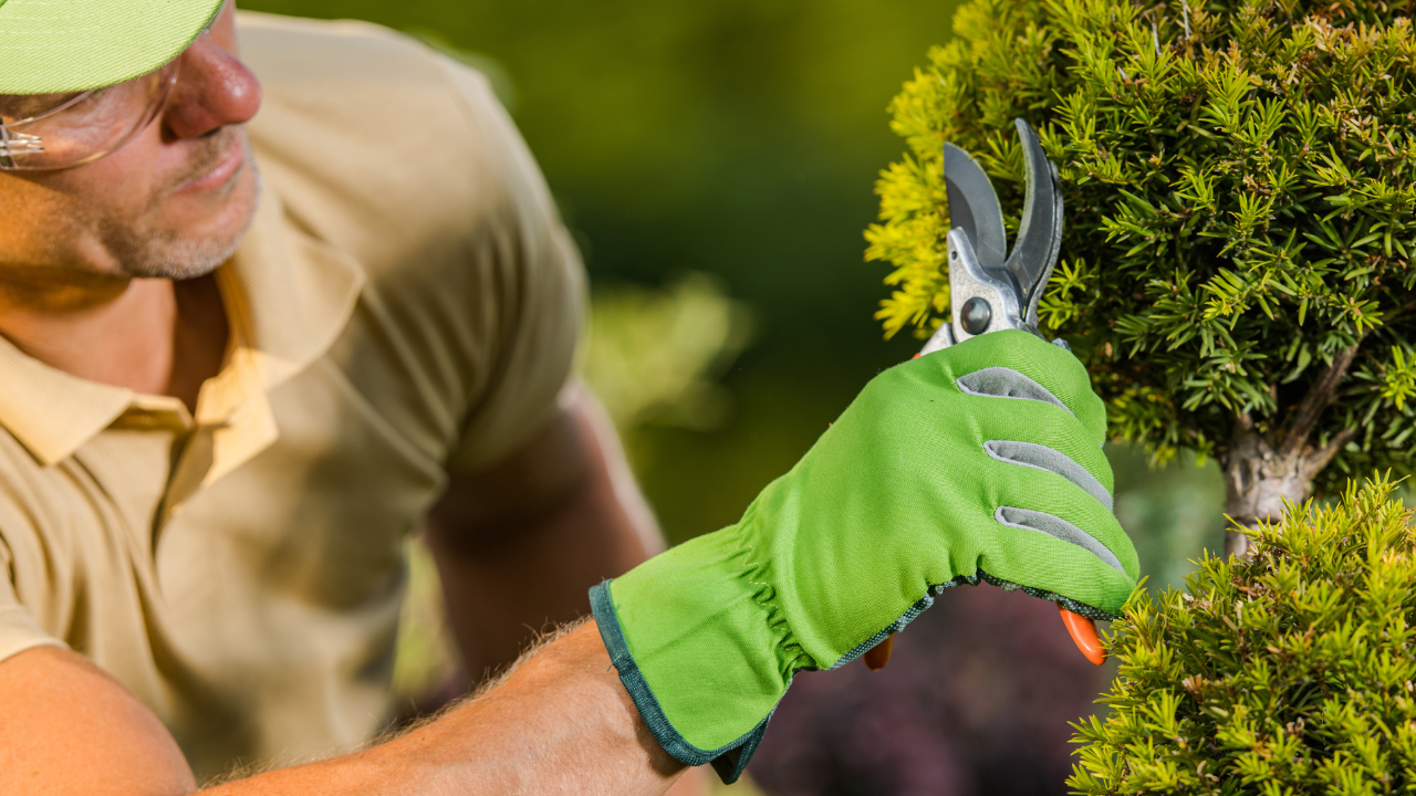 Complete Guide to Lawn Care and Landscaping Services in Fond du Lac