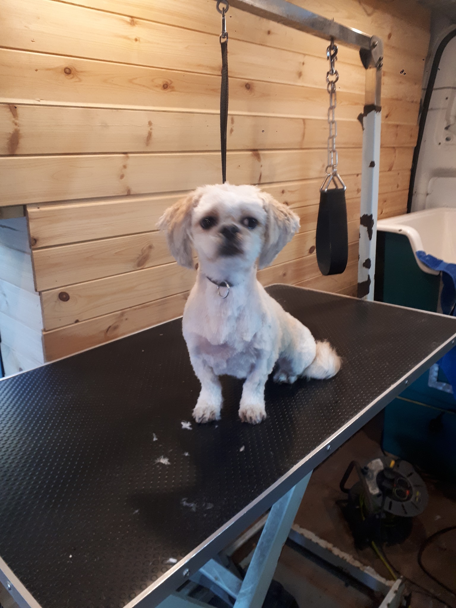 Kevin's Mobile Dog Grooming 
