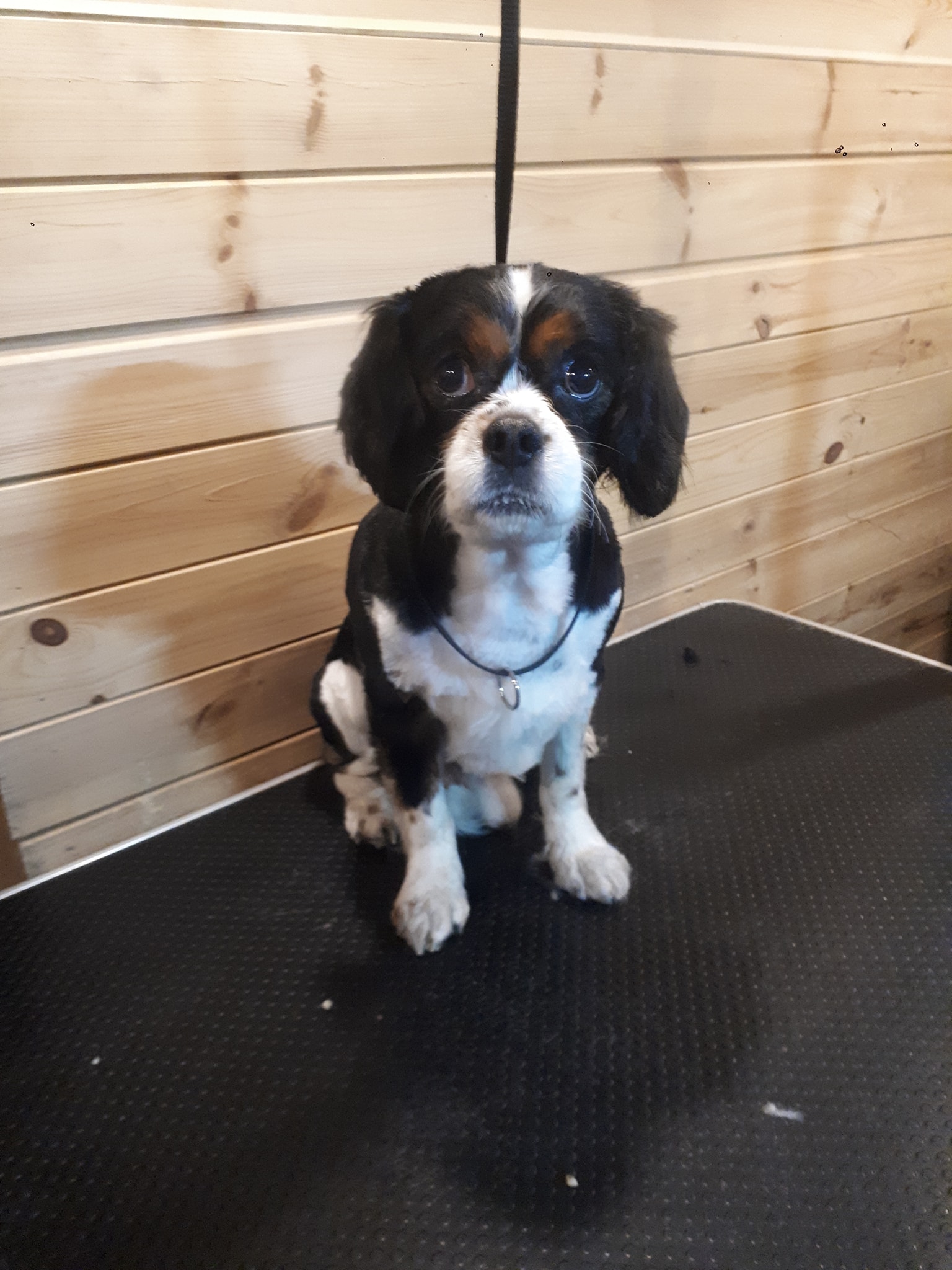 Kevin's Mobile Dog Grooming 