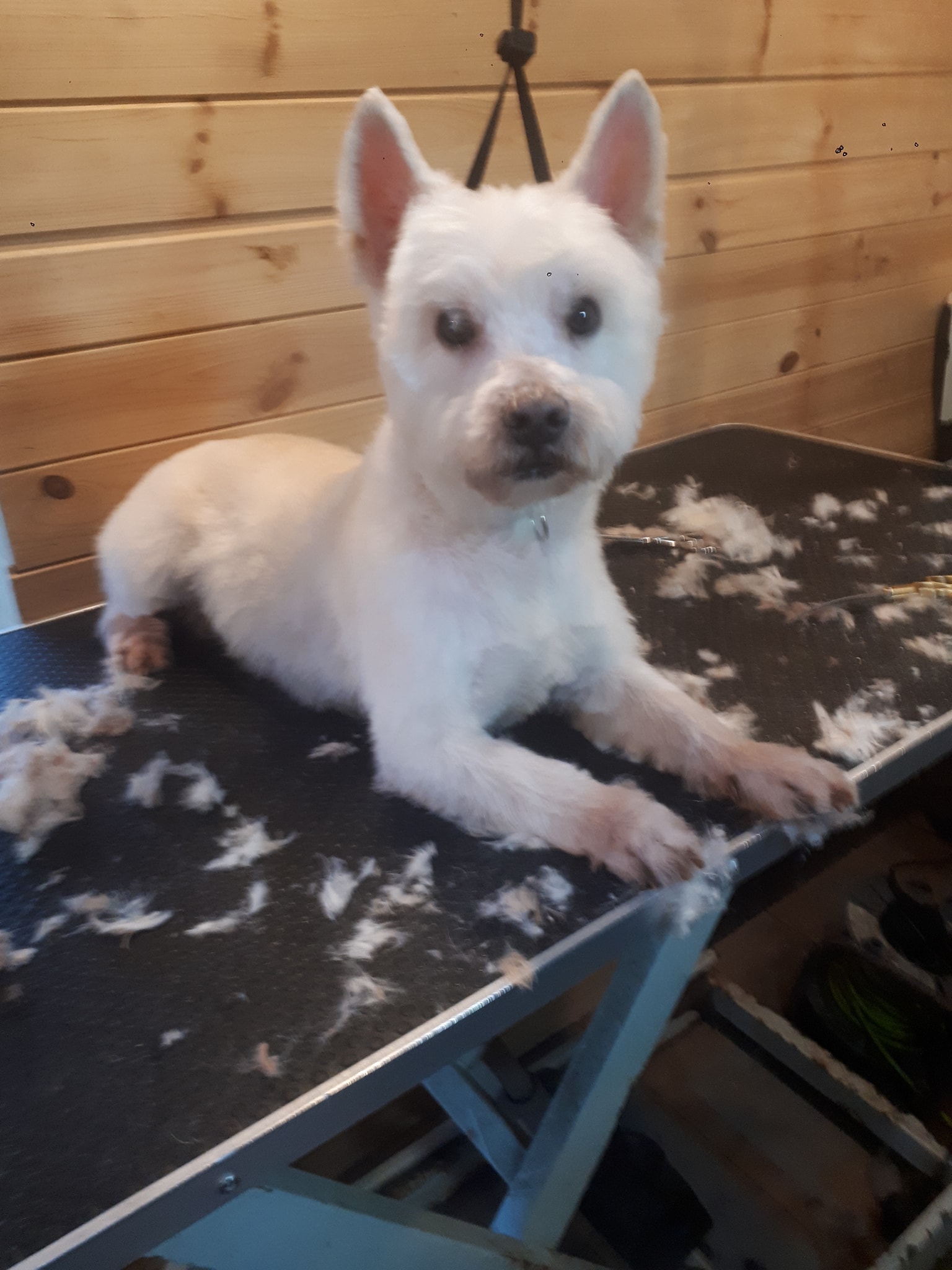 Kevin's Mobile Dog Grooming 