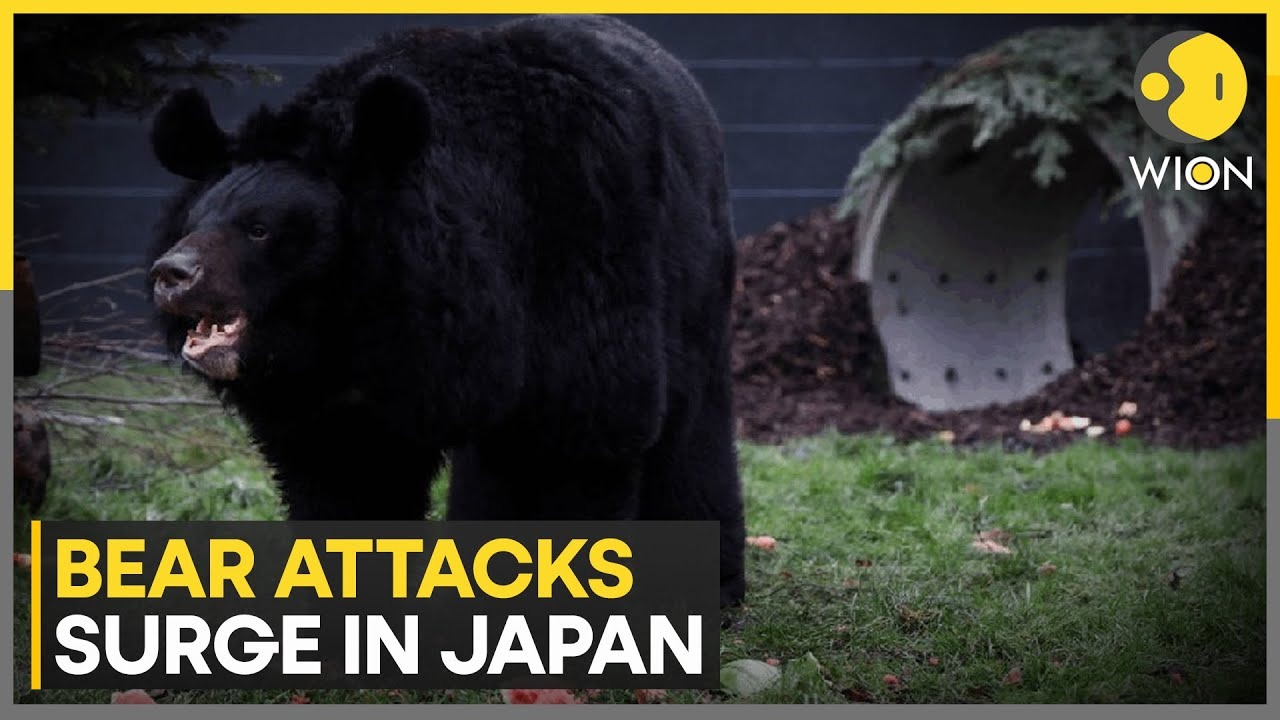 ☠️ Japan Bear Attack Panic: The Dark Side Hustle That Pays You Every Time Someone Gets Scared